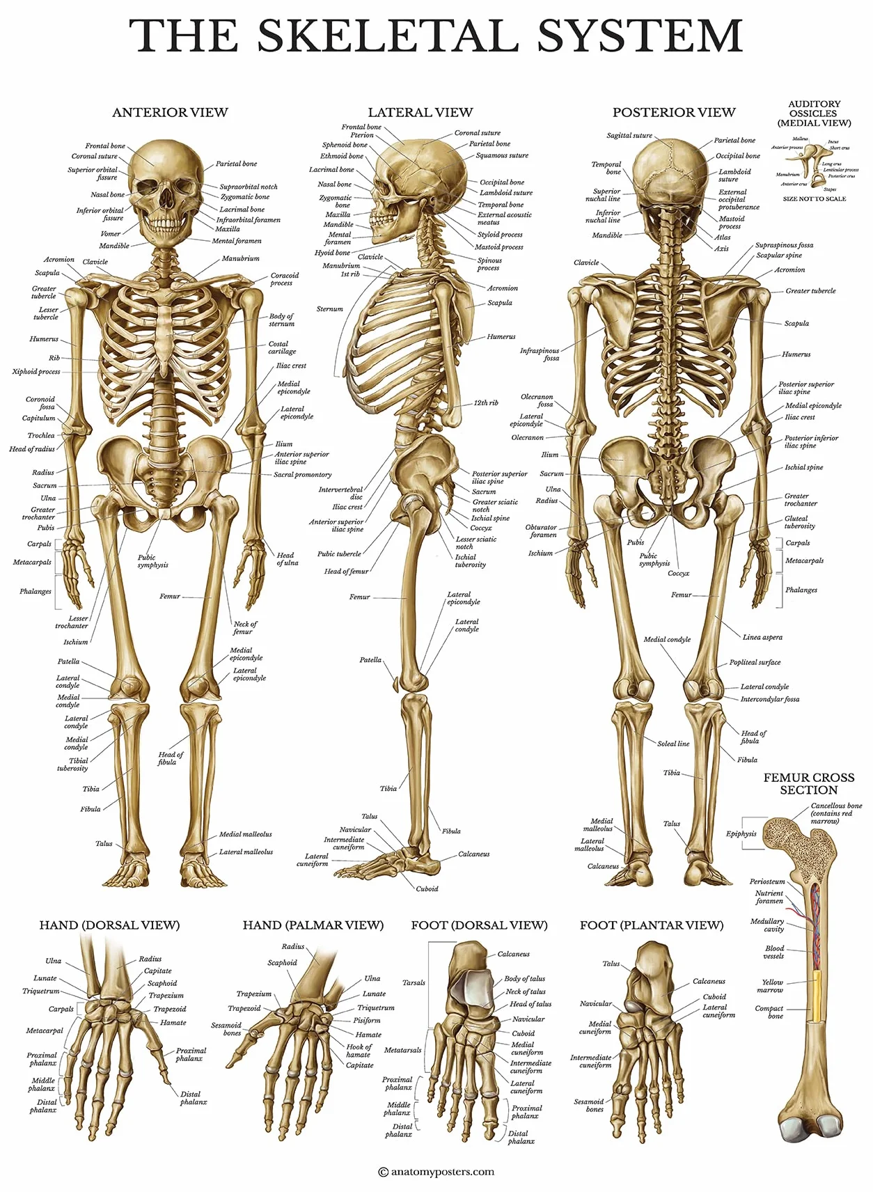 Palace Learning Wykres anatomiczny układu szkieletowego - laminowany - plakat anatomiczny szkieletu człowieka (45 x 60 cm)