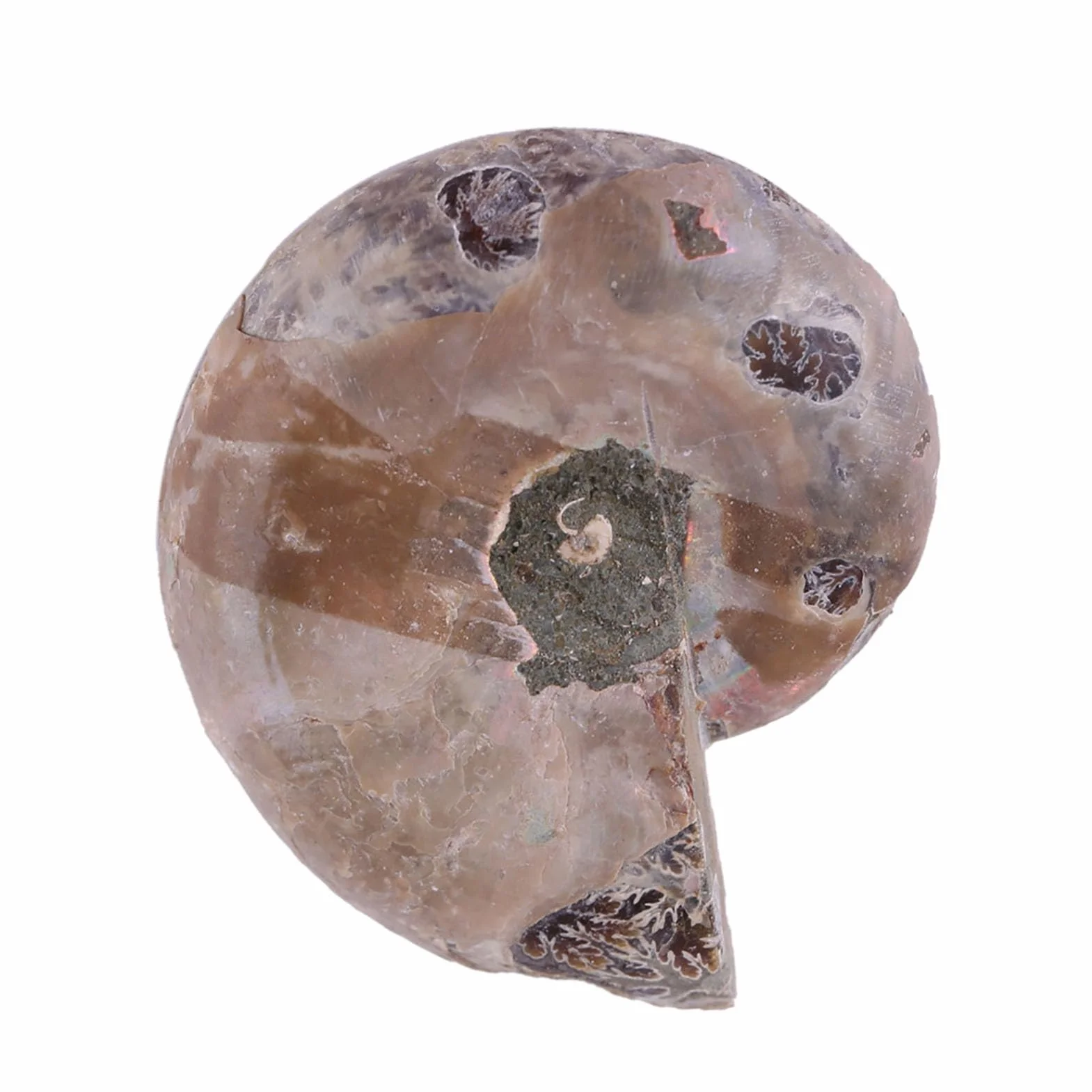Amonit Prawdziwe 2 szt. Próbka Amonitu Muszla Madagaskar Kamienie i Minerały Amonit Morski