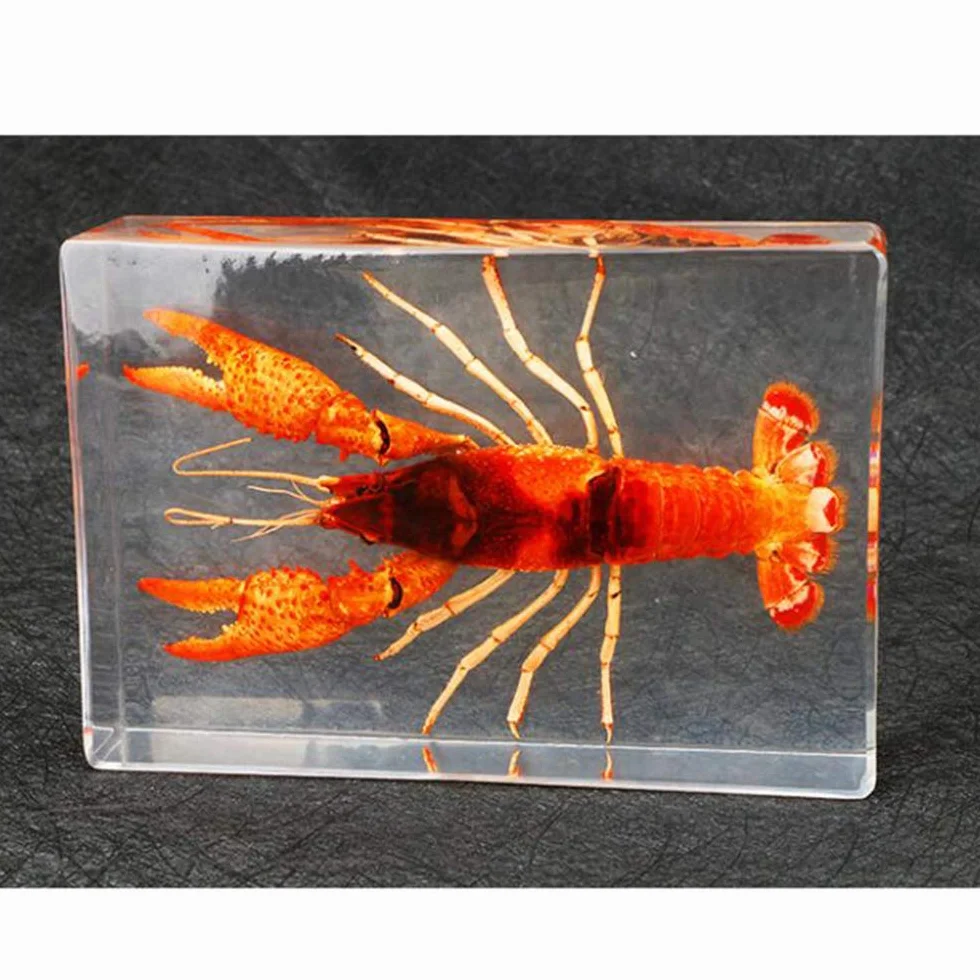 Okaz Raka - Prawdziwy Rak Z Żywicy Osadzony Okaz Zasoby Dydaktyczne Wzór Przycisku Do Papieru Taksydermia Krewetka Model Okazowy Do Celów Biologicznych, Kolekcjonerskich, Szkolnej Edukacji Naukowej I