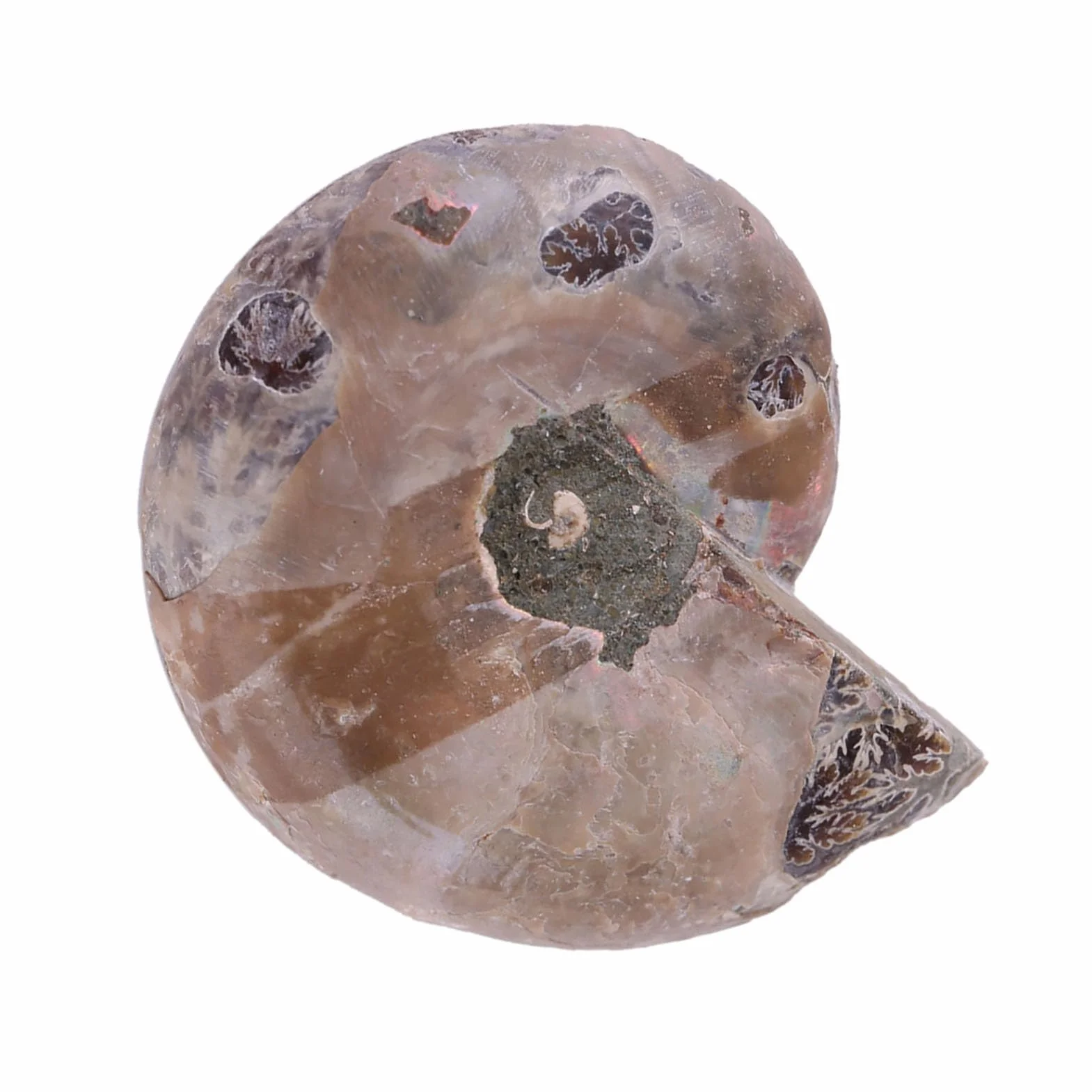 Amonit Prawdziwe 2 szt. Próbka Amonitu Muszla Madagaskar Kamienie i Minerały Amonit Morski