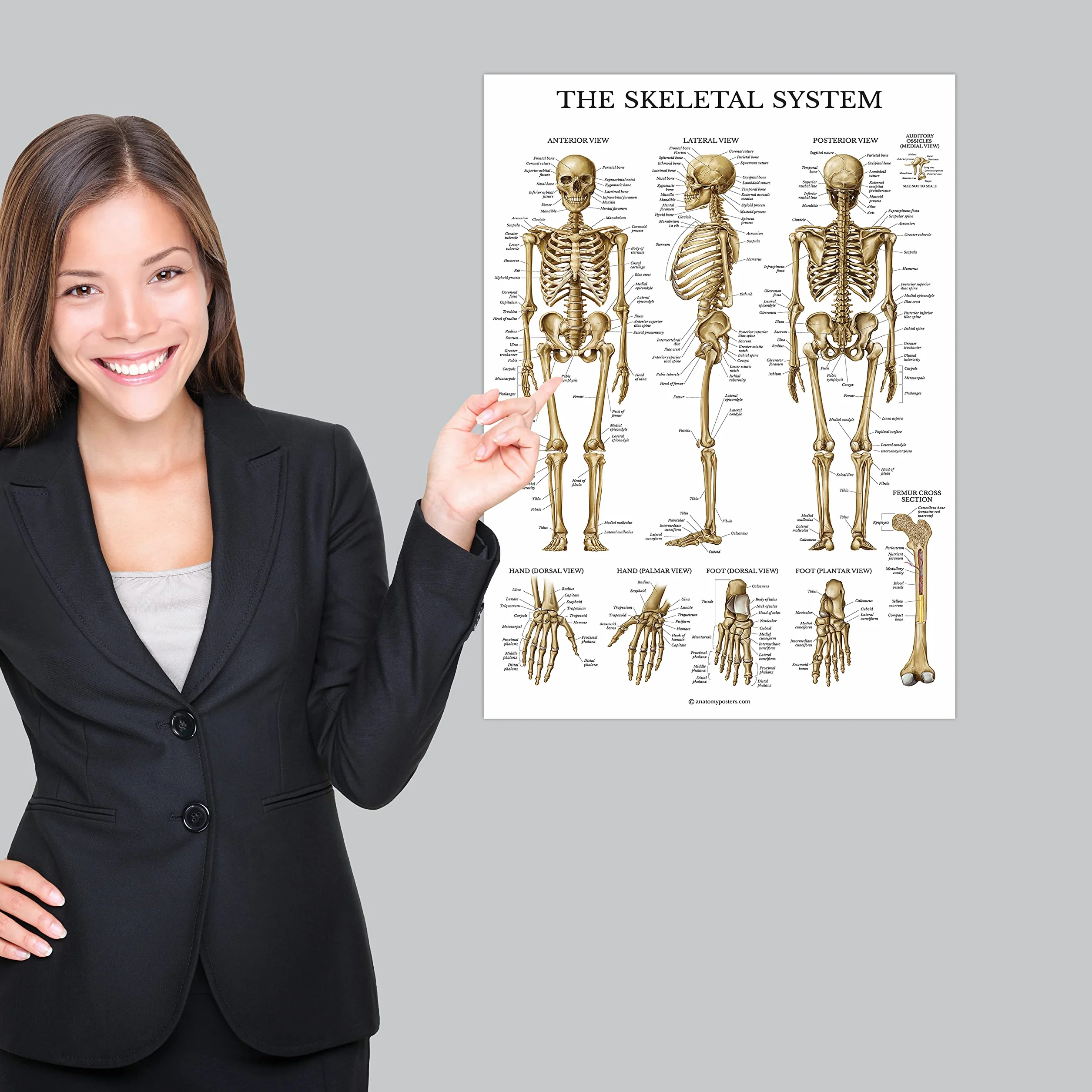 Palace Learning Wykres anatomiczny układu szkieletowego - laminowany - plakat anatomiczny szkieletu człowieka (45 x 60 cm)