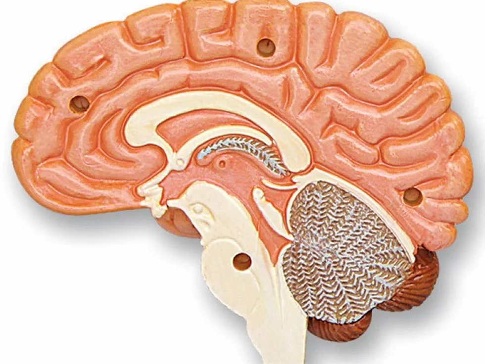 Model czaszki i mózgu 3D – szczegółowy, rozkładany model anatomiczny ze stojakiem – medyczny model nauczania dla uczniów, studentów i lekarzy