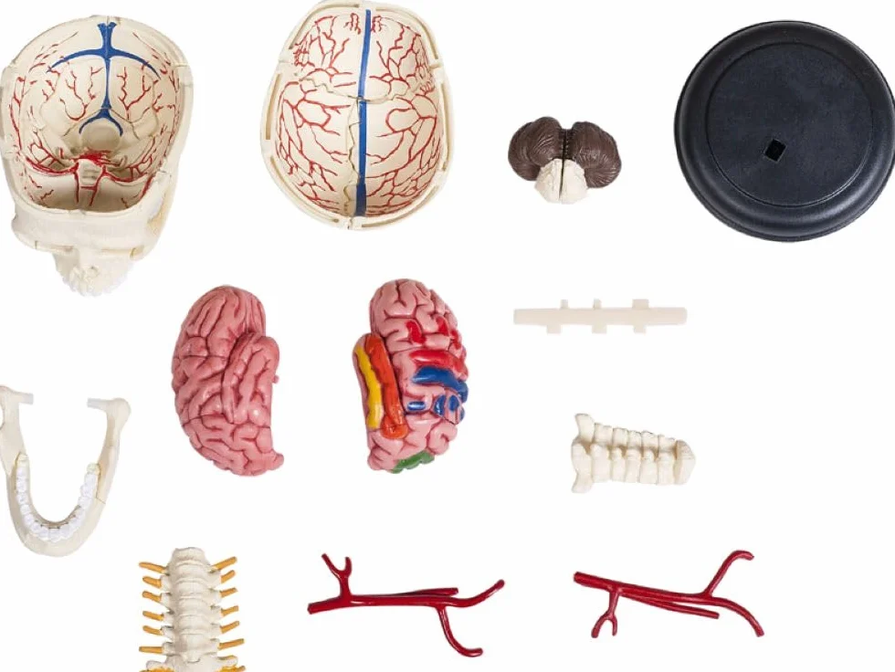 Model czaszki i mózgu 3D – szczegółowy, rozkładany model anatomiczny ze stojakiem – medyczny model nauczania dla uczniów, studentów i lekarzy