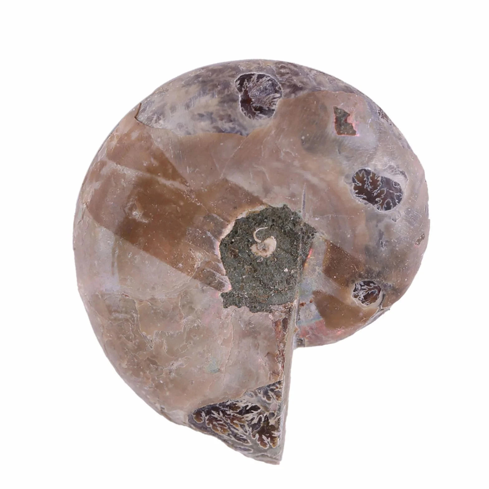 Amonit Prawdziwe 2 szt. Próbka Amonitu Muszla Madagaskar Kamienie i Minerały Amonit Morski