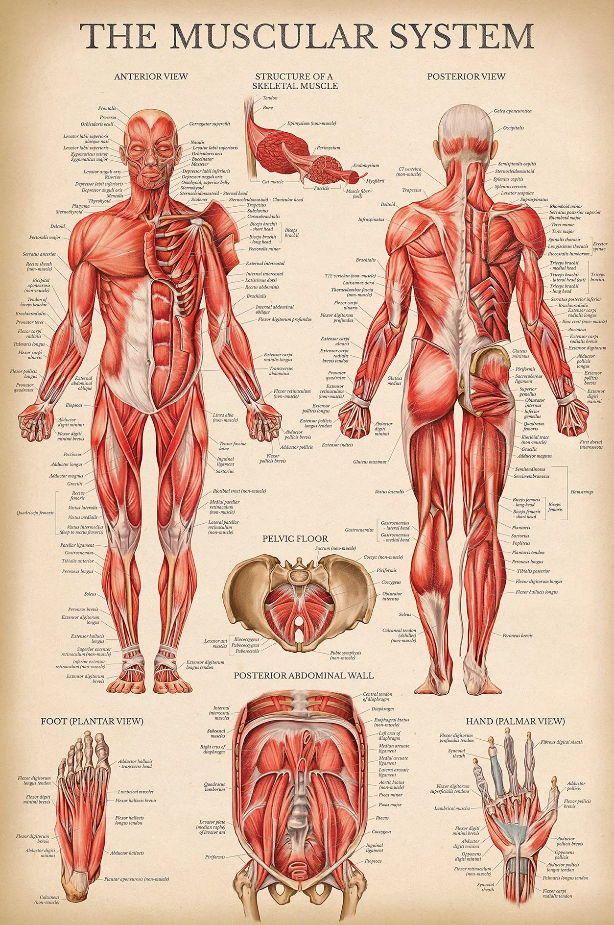 Palace Learning Zestaw anatomicznych wykresów układu mięśniowego i szkieletowego w stylu vintage – plakaty anatomiczne szkieletu i mięśni (laminowane, 45 cm x 61 cm)