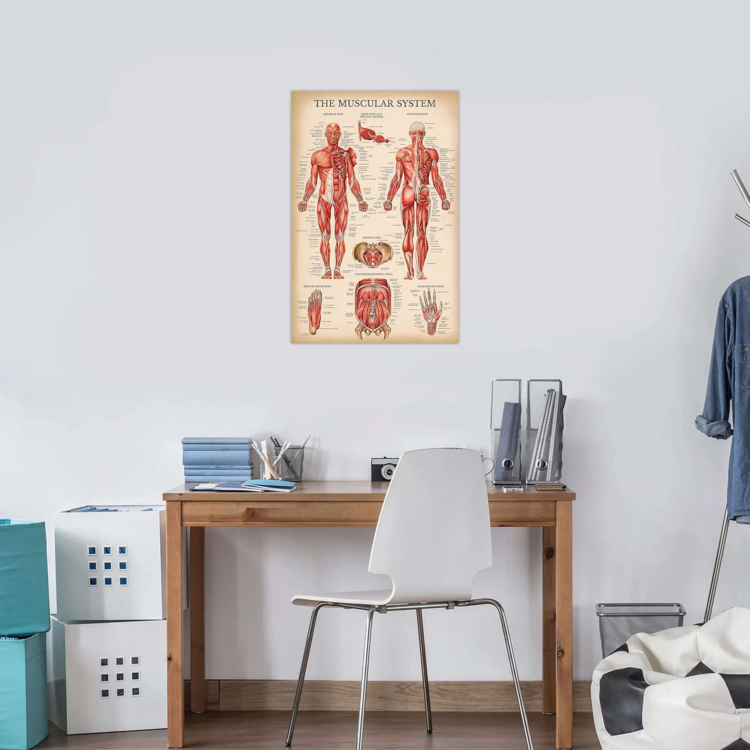 Palace Learning Zestaw anatomicznych wykresów układu mięśniowego i szkieletowego w stylu vintage – plakaty anatomiczne szkieletu i mięśni (laminowane, 45 cm x 61 cm)