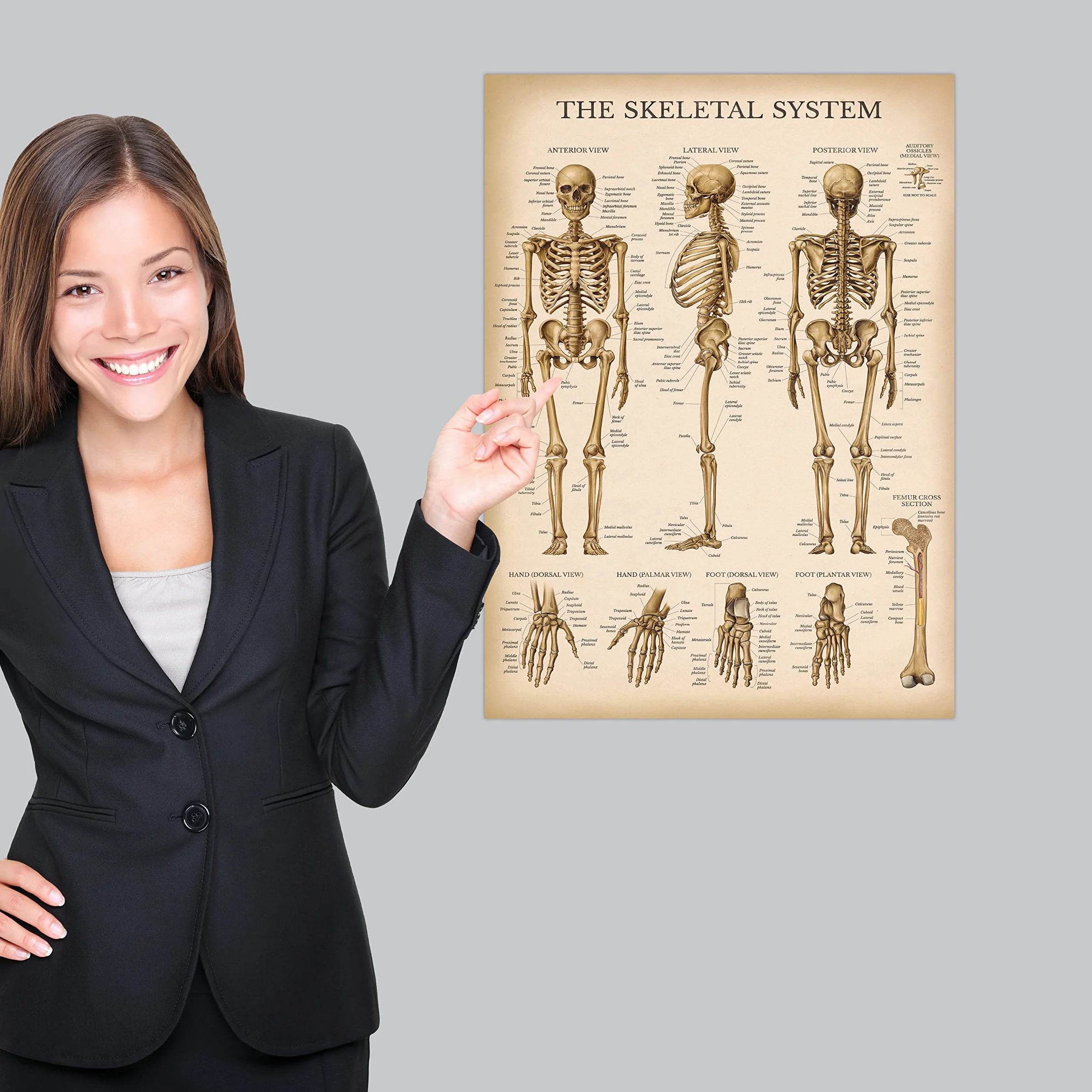Palace Learning Zestaw anatomicznych wykresów układu mięśniowego i szkieletowego w stylu vintage – plakaty anatomiczne szkieletu i mięśni (laminowane, 45 cm x 61 cm)