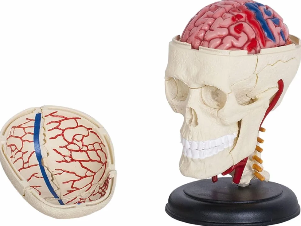 Model czaszki i mózgu 3D – szczegółowy, rozkładany model anatomiczny ze stojakiem – medyczny model nauczania dla uczniów, studentów i lekarzy