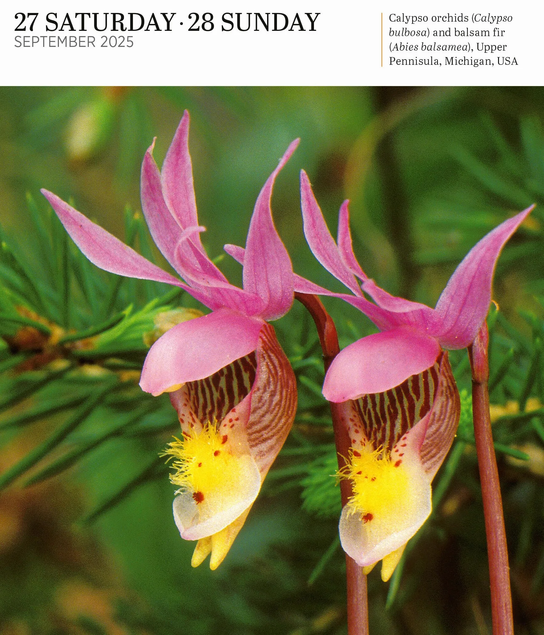 Audubon Nature Page-A-Day Gallery Calendar 2025