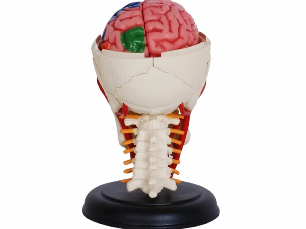 Model czaszki i mózgu 3D – szczegółowy, rozkładany model anatomiczny ze stojakiem – medyczny model nauczania dla uczniów, studentów i lekarzy