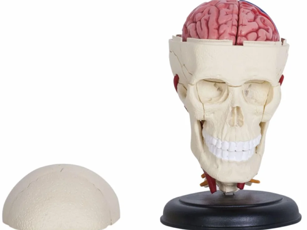 Model czaszki i mózgu 3D – szczegółowy, rozkładany model anatomiczny ze stojakiem – medyczny model nauczania dla uczniów, studentów i lekarzy