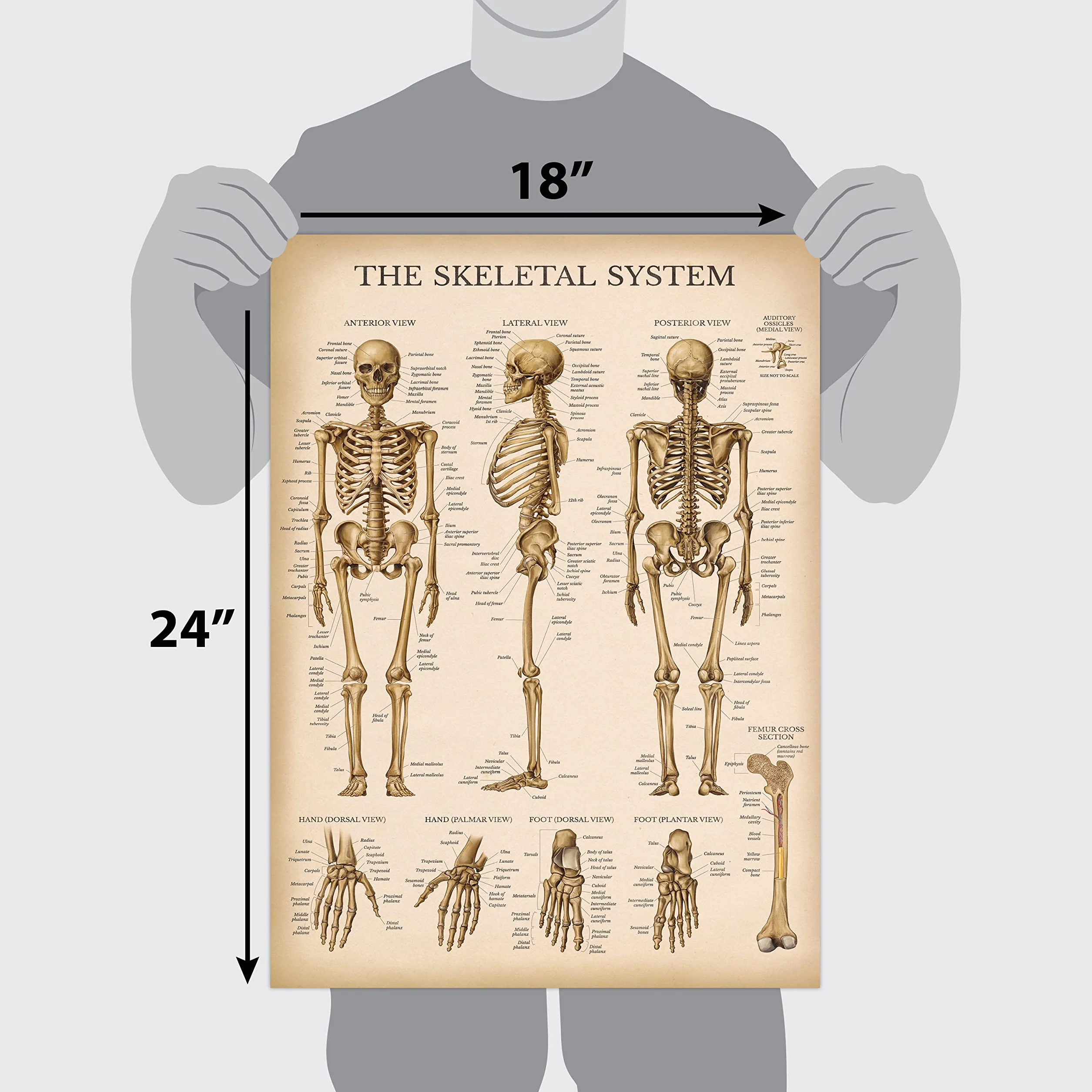 Palace Learning Zestaw anatomicznych wykresów układu mięśniowego i szkieletowego w stylu vintage – plakaty anatomiczne szkieletu i mięśni (laminowane, 45 cm x 61 cm)