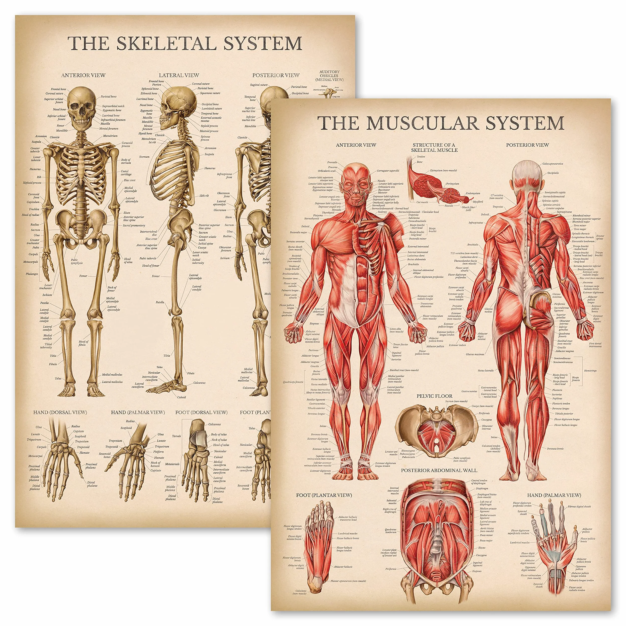 Palace Learning Zestaw anatomicznych wykresów układu mięśniowego i szkieletowego w stylu vintage – plakaty anatomiczne szkieletu i mięśni (laminowane, 45 cm x 61 cm)