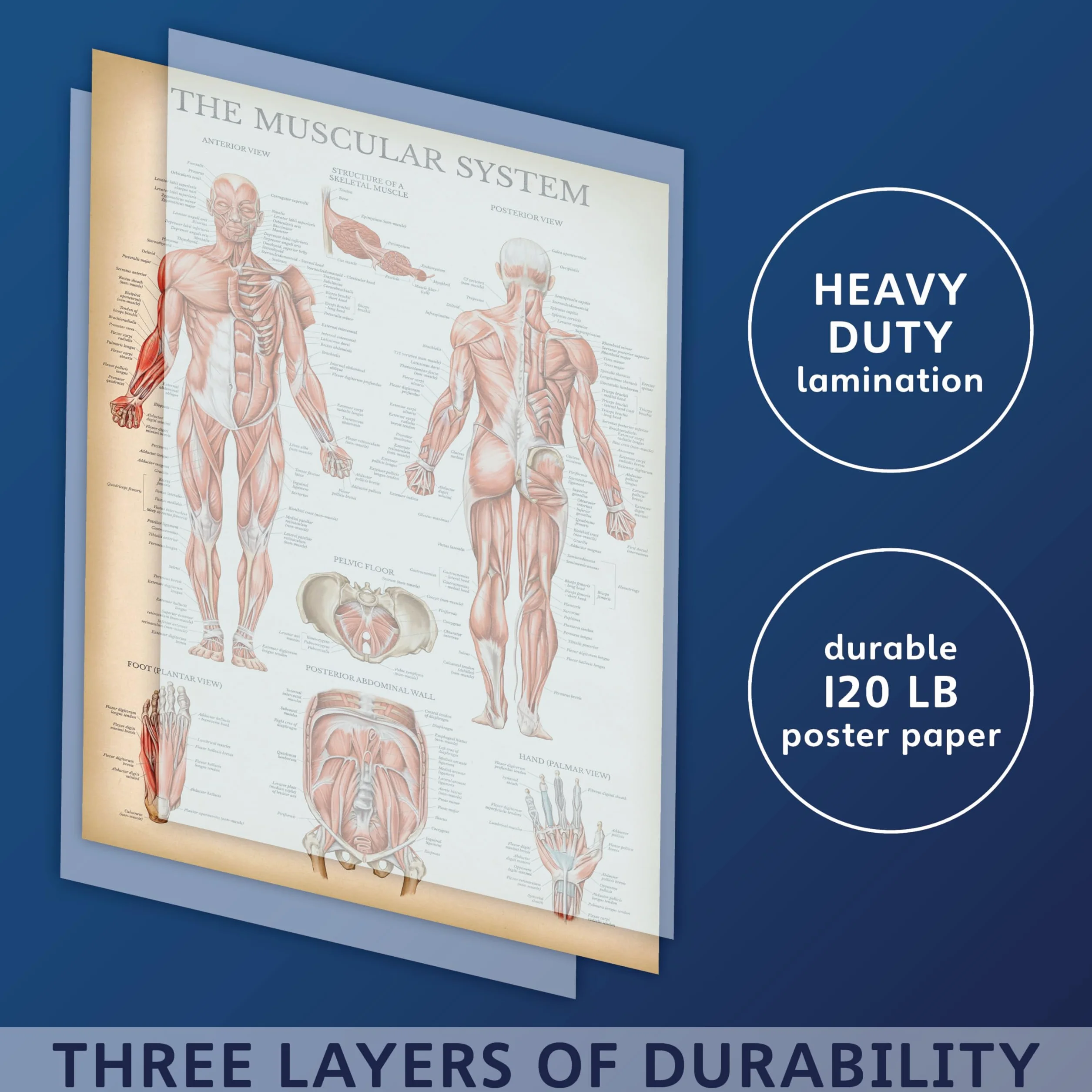 Palace Learning Zestaw anatomicznych wykresów układu mięśniowego i szkieletowego w stylu vintage – plakaty anatomiczne szkieletu i mięśni (laminowane, 45 cm x 61 cm)