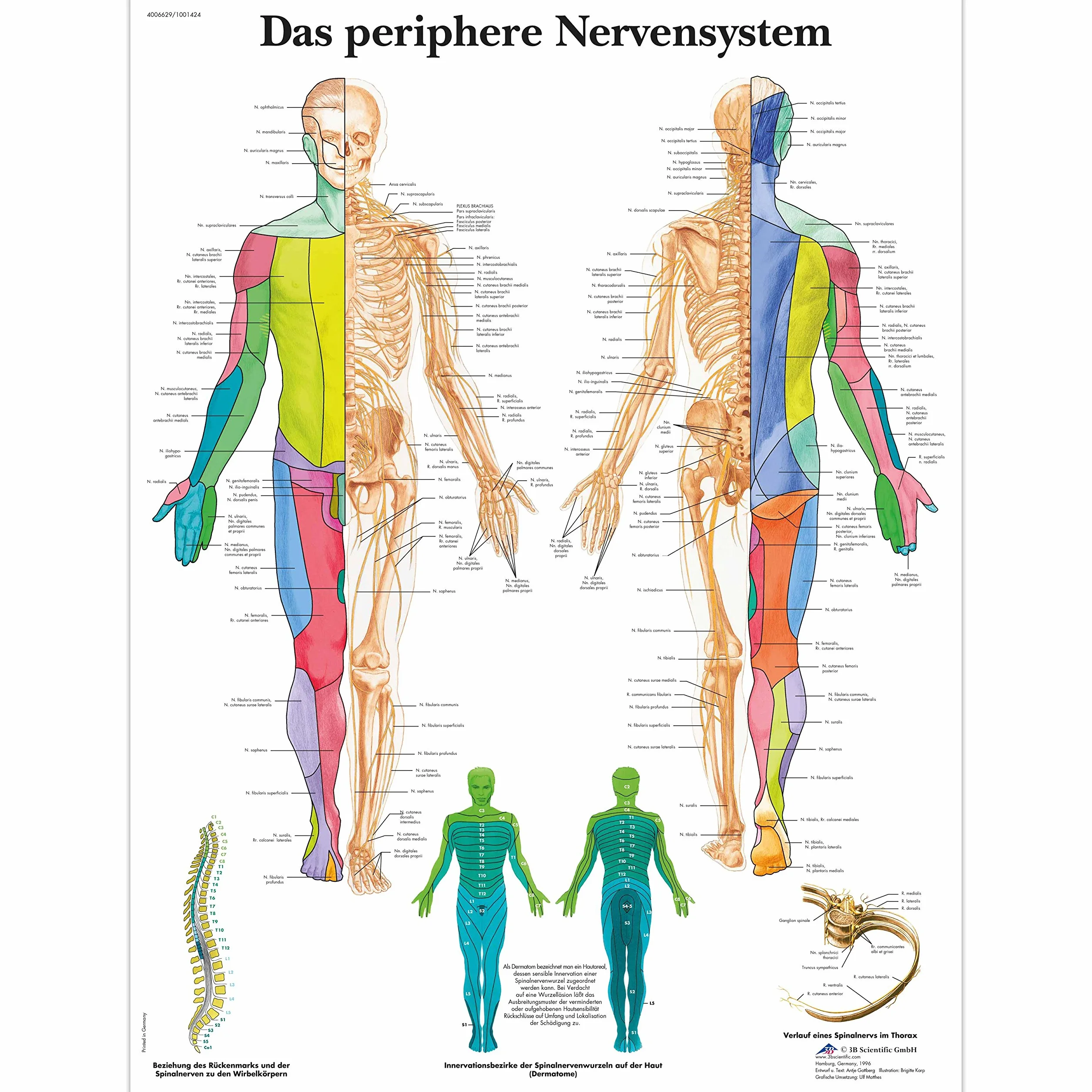 3B Scientific Tablica edukacyjna laminowana - Periphere Nerven-System