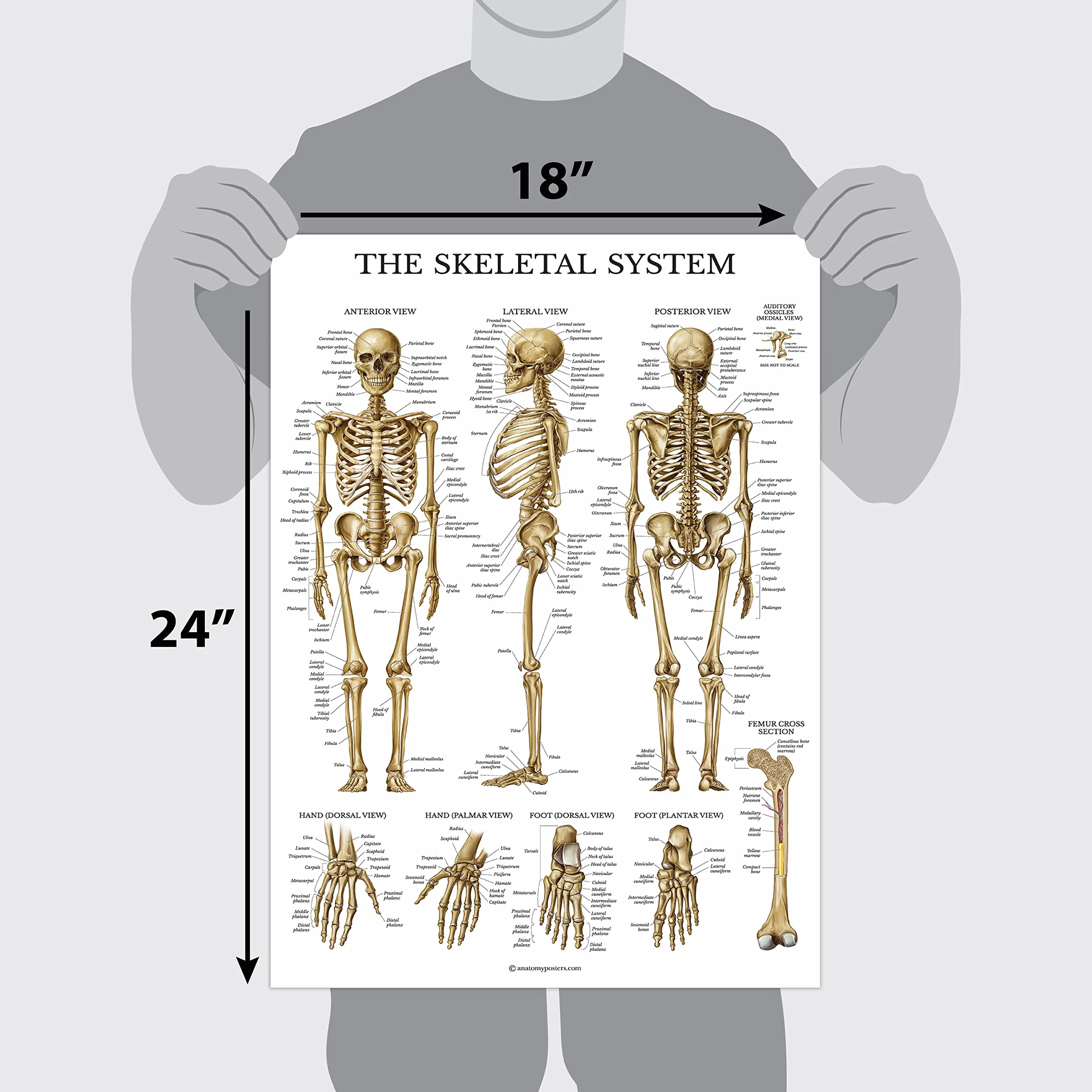 Palace Learning Wykres anatomiczny układu szkieletowego - laminowany - plakat anatomiczny szkieletu człowieka (45 x 60 cm)
