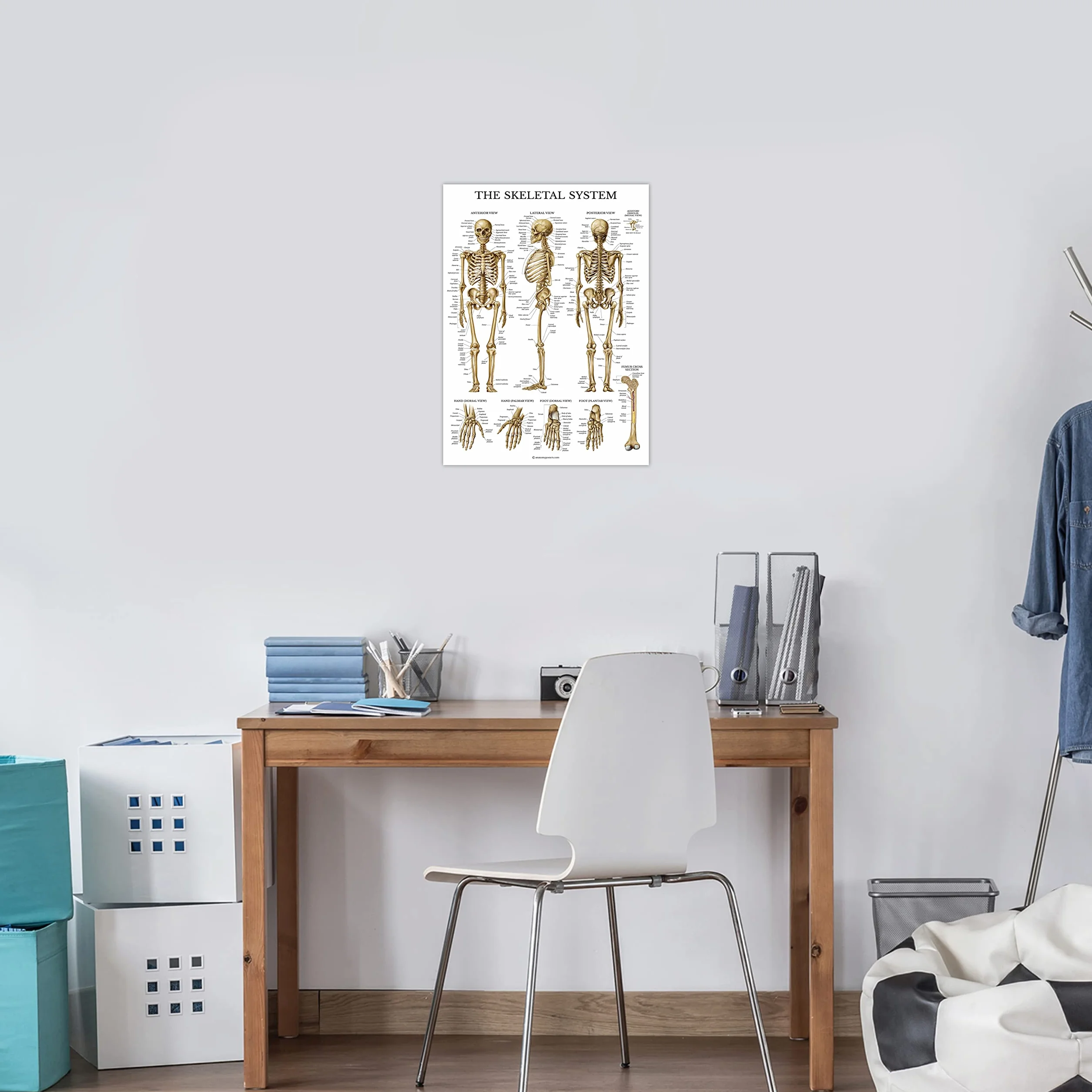 Palace Learning Wykres anatomiczny układu szkieletowego - laminowany - plakat anatomiczny szkieletu człowieka (45 x 60 cm)