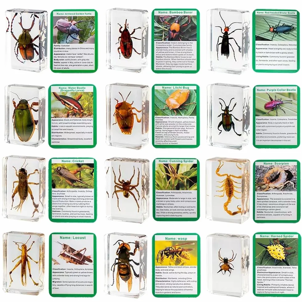 20 sztuk owadów z żywicy, zakonserwowane okazy, przyciski do papieru, owady z żywicy, różne okazy owadów do biura, mężczyzn, kobiet, biologii, nauczycieli nauki, edukacji, materiałów do pobierania
