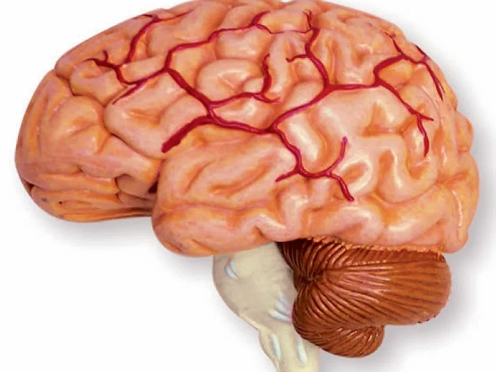 Model czaszki i mózgu 3D – szczegółowy, rozkładany model anatomiczny ze stojakiem – medyczny model nauczania dla uczniów, studentów i lekarzy