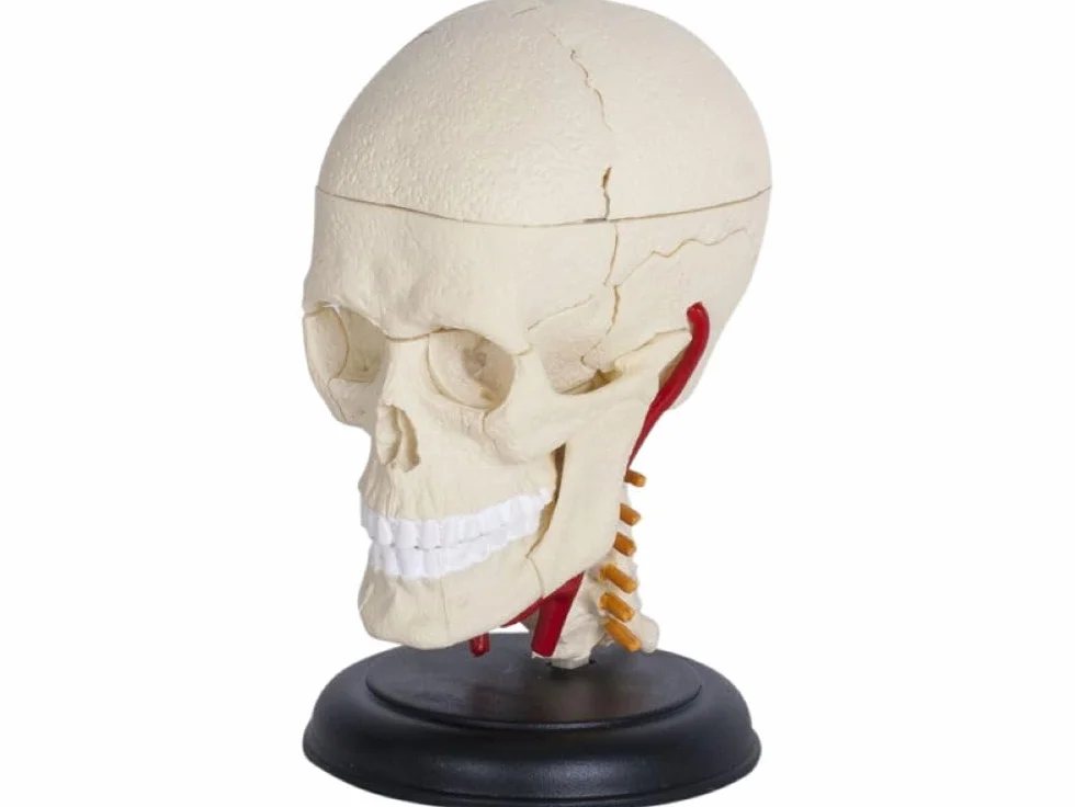 Model czaszki i mózgu 3D – szczegółowy, rozkładany model anatomiczny ze stojakiem – medyczny model nauczania dla uczniów, studentów i lekarzy