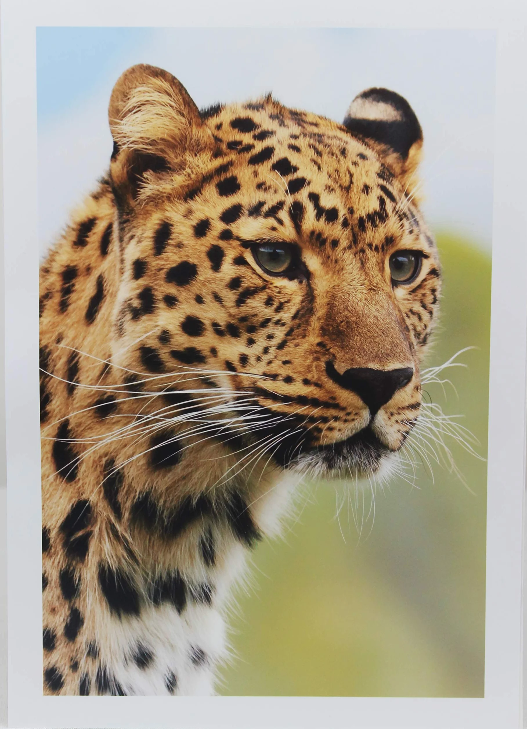 PPD A3 Papier Fotograficzny Satynowo-Perłowy 200g 50 Arkuszy PPD-82-50