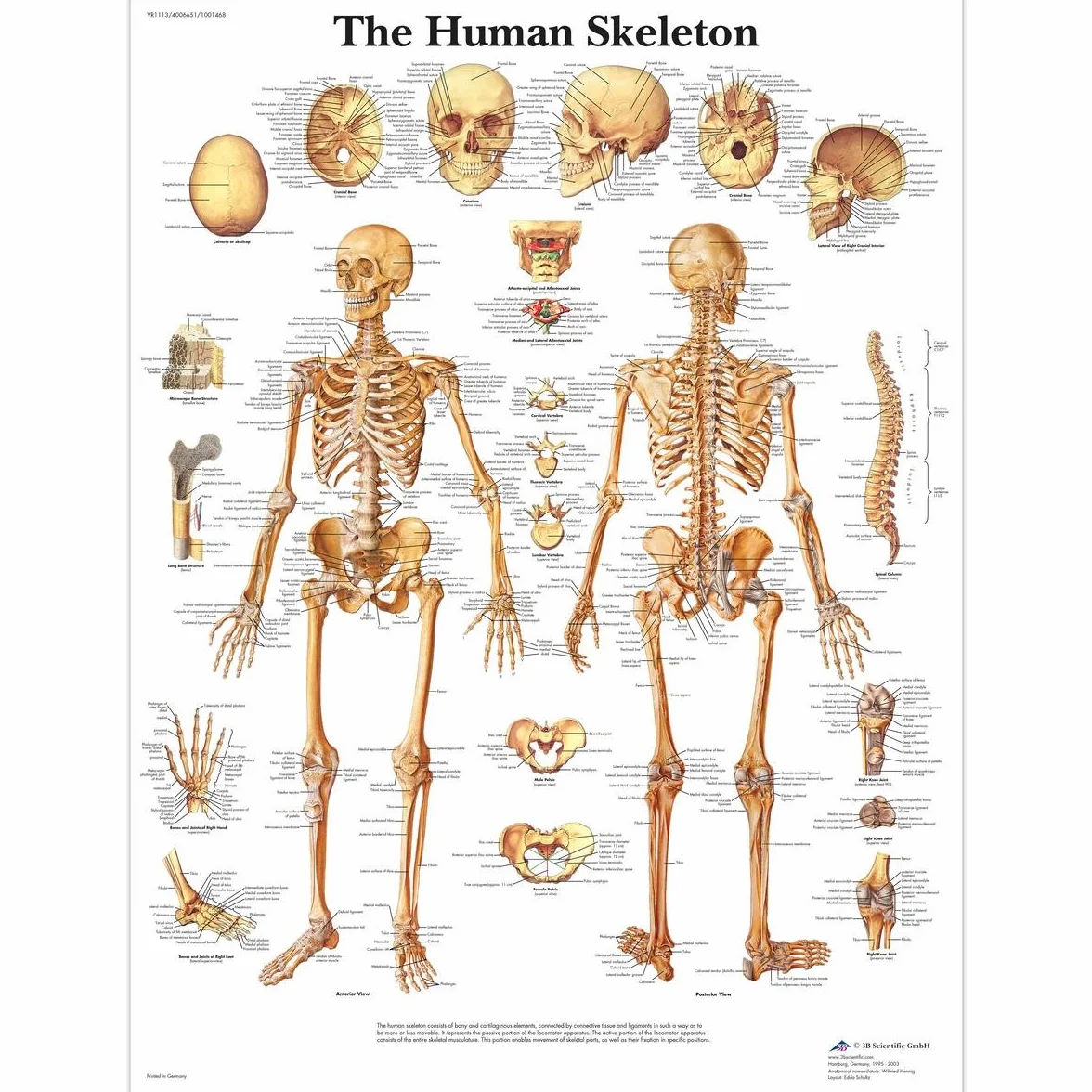 3B Scientific Human Anatomy Mapa szkieletu człowieka wersja papierowa VR1113UU