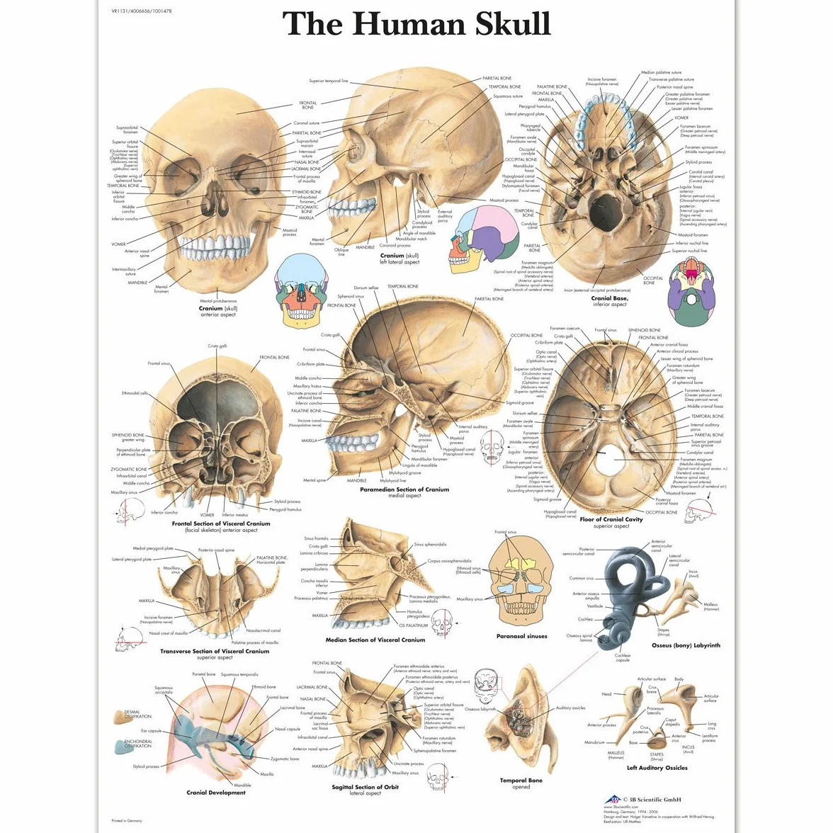 3B Scientific Anatomia człowieka - wykres ludzkiej czaszki, wersja laminowana