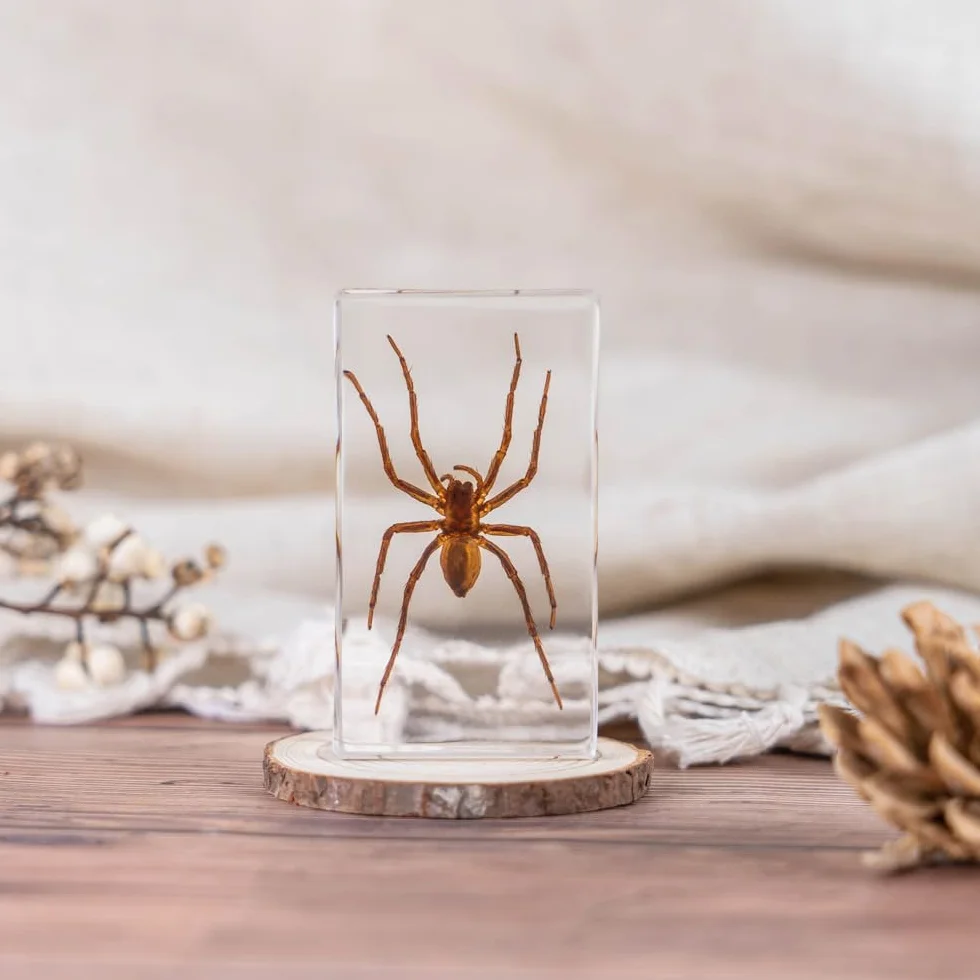 20 sztuk owadów z żywicy, zakonserwowane okazy, przyciski do papieru, owady z żywicy, różne okazy owadów do biura, mężczyzn, kobiet, biologii, nauczycieli nauki, edukacji, materiałów do pobierania