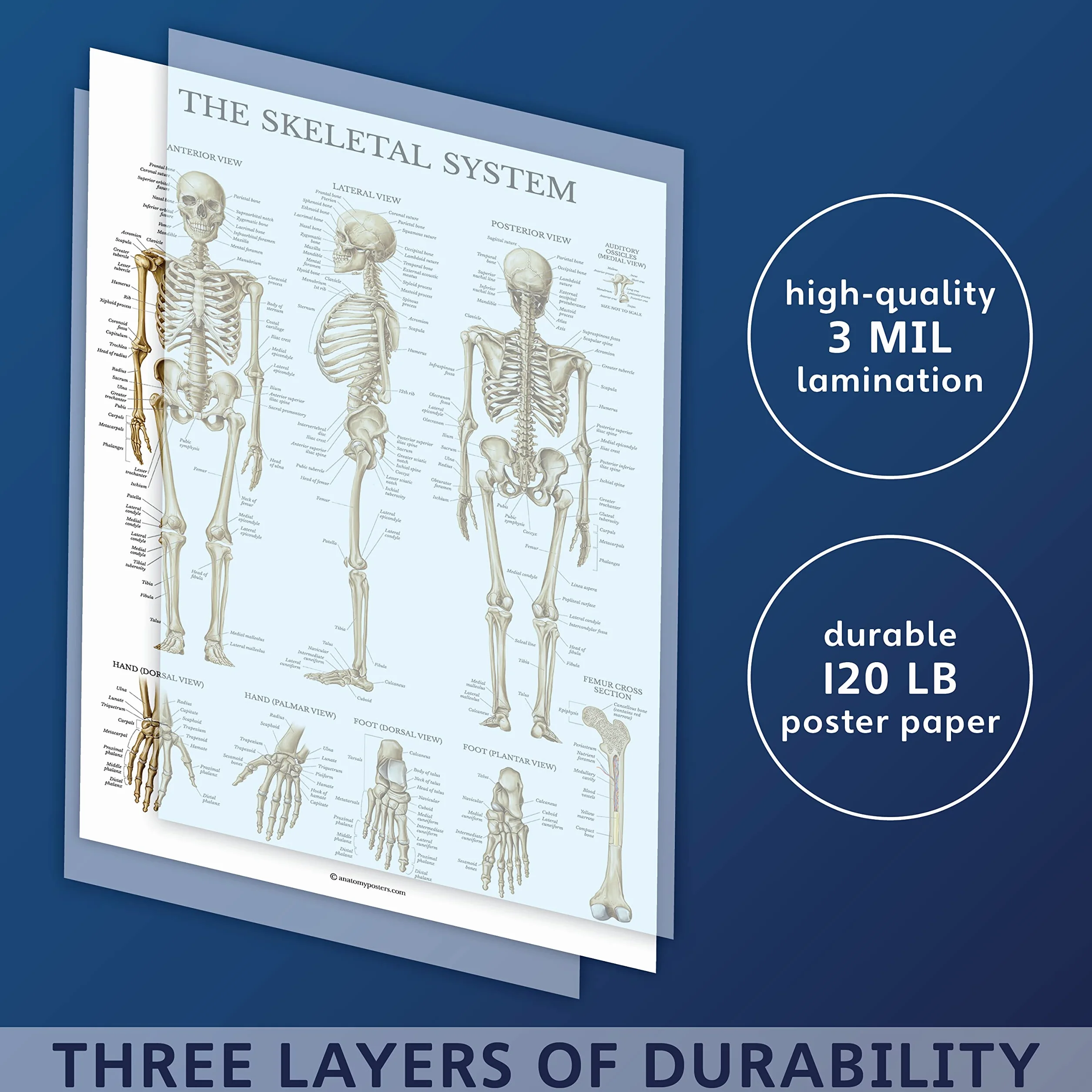 Palace Learning Wykres anatomiczny układu szkieletowego - laminowany - plakat anatomiczny szkieletu człowieka (45 x 60 cm)