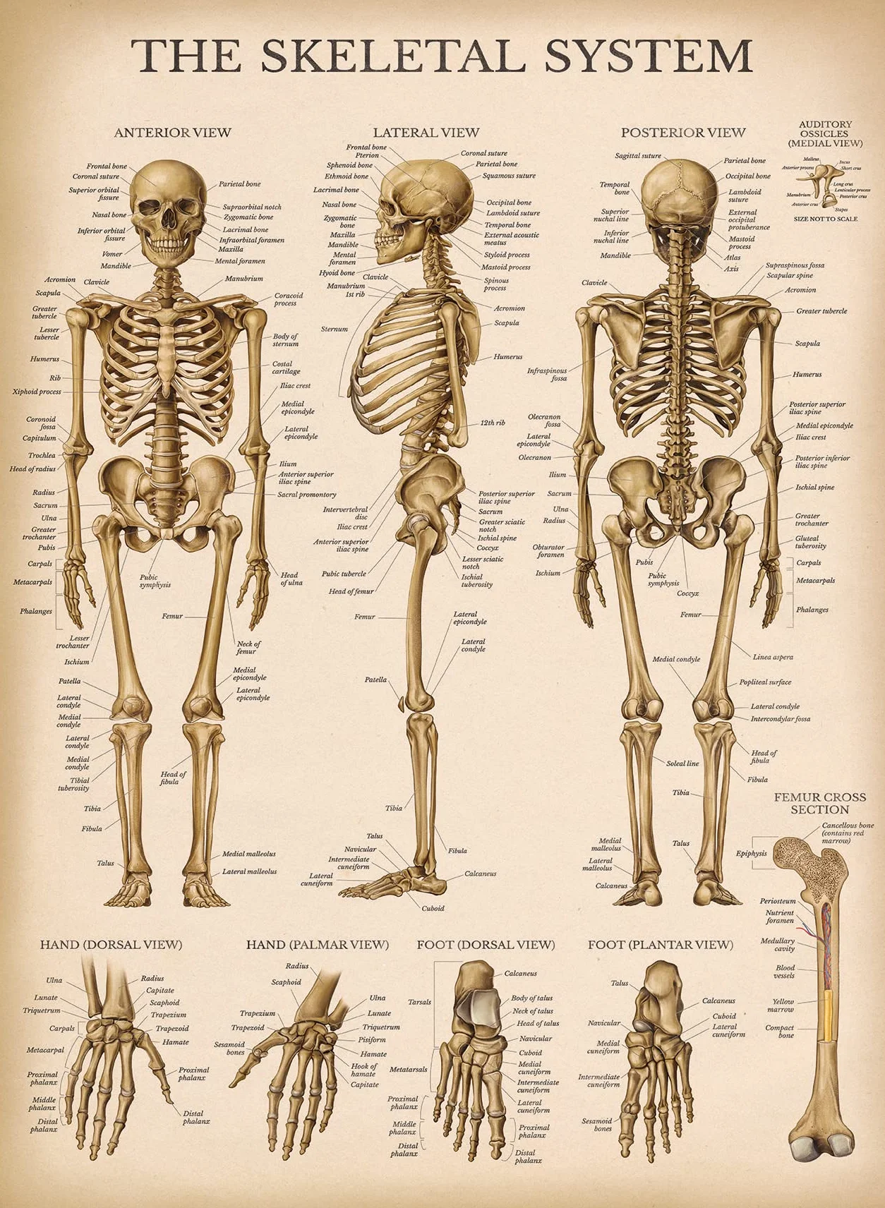 Palace Learning Zestaw anatomicznych wykresów układu mięśniowego i szkieletowego w stylu vintage – plakaty anatomiczne szkieletu i mięśni (laminowane, 45 cm x 61 cm)