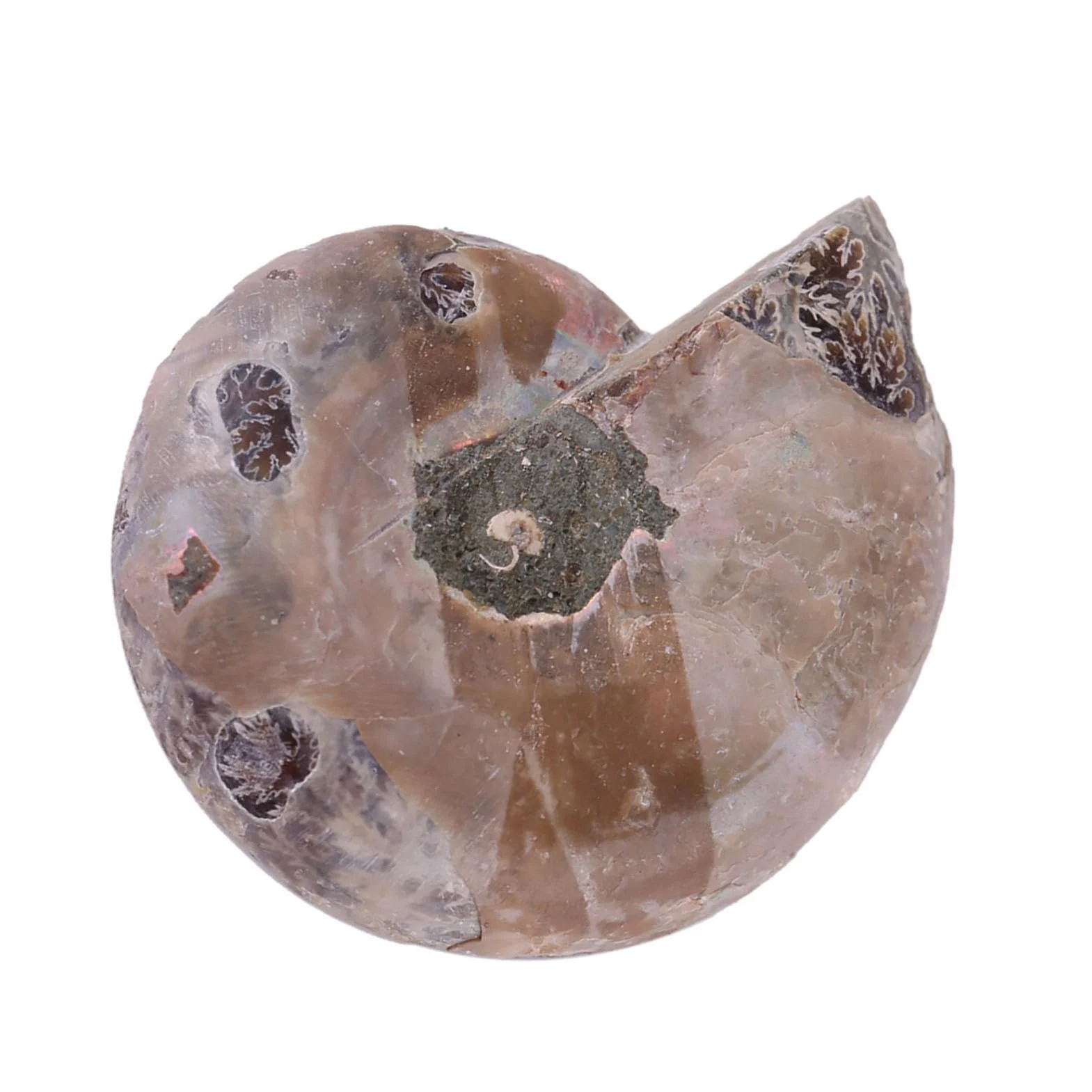 Amonit Prawdziwe 2 szt. Próbka Amonitu Muszla Madagaskar Kamienie i Minerały Amonit Morski
