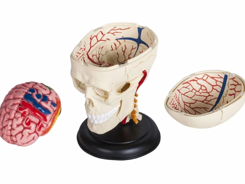 Model czaszki i mózgu 3D – szczegółowy, rozkładany model anatomiczny ze stojakiem – medyczny model nauczania dla uczniów, studentów i lekarzy