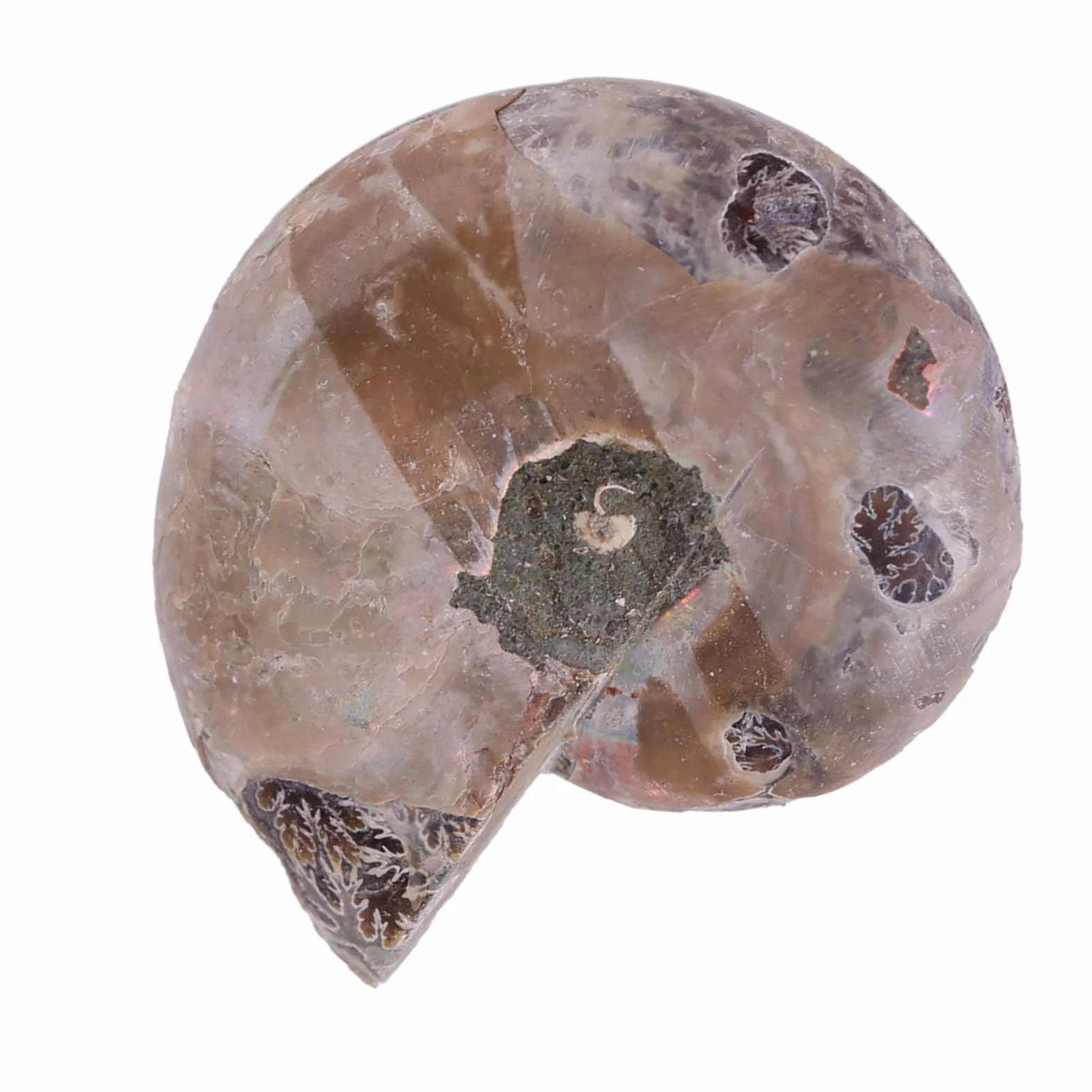 Amonit Prawdziwe 2 szt. Próbka Amonitu Muszla Madagaskar Kamienie i Minerały Amonit Morski